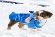 stitch dog costume