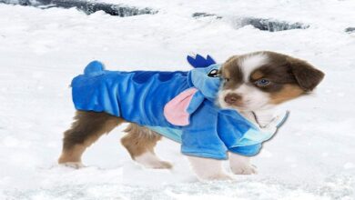 stitch dog costume